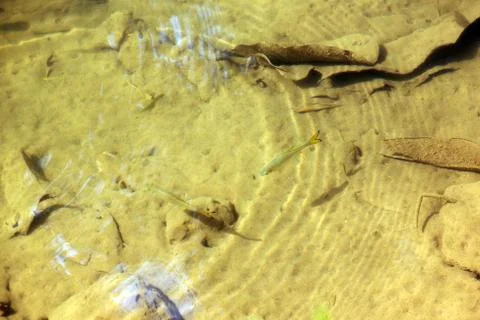 Small Fish in the water Stock Photos