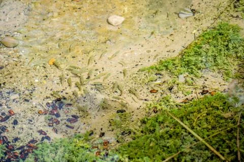 Small fish in water Stock Photos