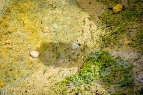 Small fish in water Stock Photos