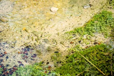 Small fish in water Stock Photos