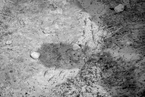 Small fish in water Foto stock