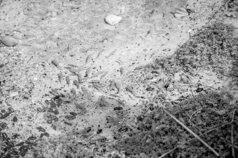 Small fish in water Stock Photos