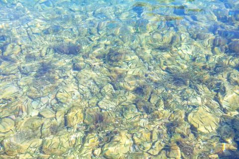 Small fish in water Stock Photos