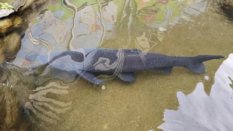 A small fish in the water Stock Photos