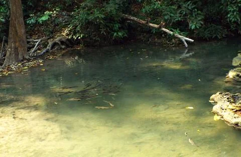 Small fish in the water with the reflection of trees in the water Stock Photos