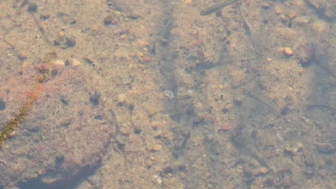 Small fish in the waters. Stock Footage 293671308