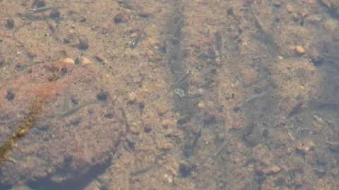 Small fish in the waters. Stock Footage 293671576