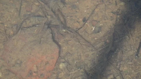 Small fish in the waters. Video stock 293671986