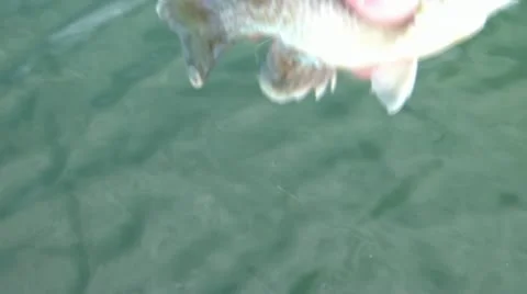 Small Fish Wiggling Back into Water Stock Footage 12614046