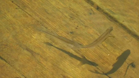 Small Fish on Wood Background Stock Footage 102832974