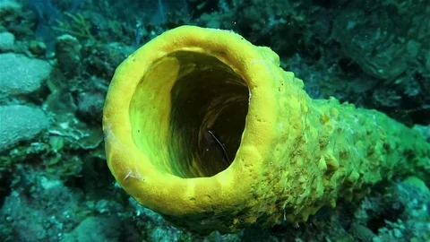 Small fish in the yellow pipe coral Stock Footage 76929510