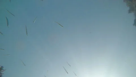 Small fishes float in underwater 스톡 동영상 125911138