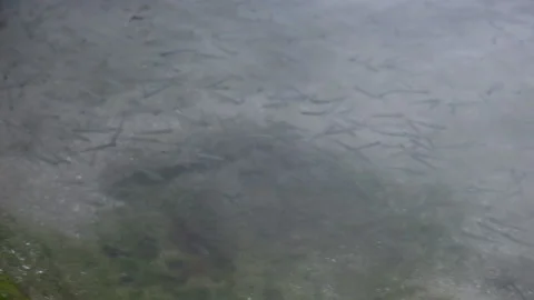  of small fishes Stock Footage 149300112