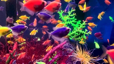 Small fishes Stock Footage 205227317