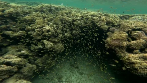 Small fishes Stock Footage 234010528