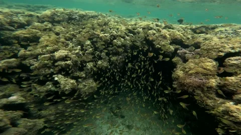 Small fishes Stock Footage 234010689
