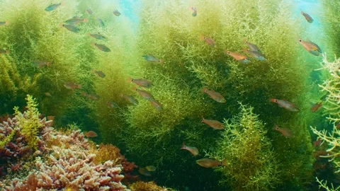 Small fishes hovering peacefully around lush golden seaweed forest, Izu Vídeos de archivo 336839938