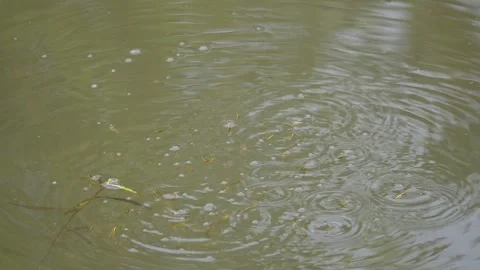 Small fishes playing on the watersurface. Видео 307283080