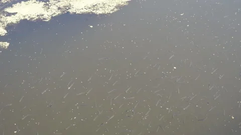 Small fishes in the river Stock-Footage 120573161