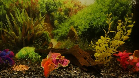 Small fishes select a forage. 動画素材 116963382