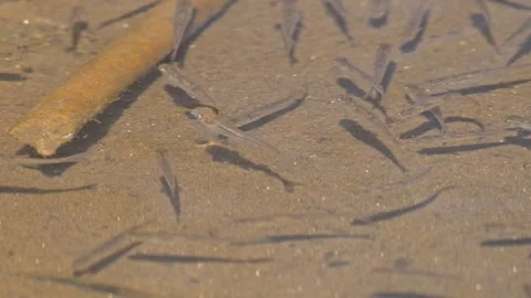 Small fishes spawn directly under the water surface Stock-Footage 337555060