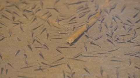 Small fishes spawn directly under the water surface 스톡 동영상 339226536