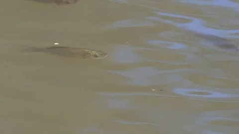 Small fishes spawn directly under the water surface 動画素材 340334817
