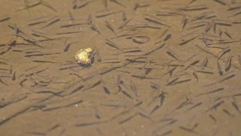 Small fishes spawn directly under the water surface Stock-Footage 341325215