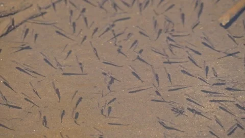 Small fishes spawn directly under the water surface Stock Footage 345898733