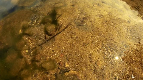 SMALL FISHES IN THE WATERS Stock Footage 93520323