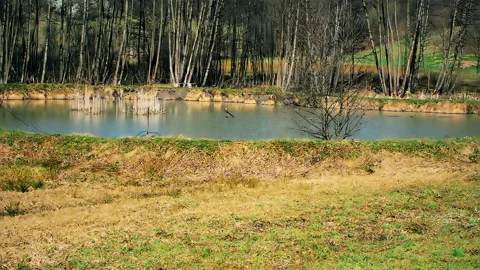 Small fishpond surrounded by forest and meadow. Vidéo 152951404