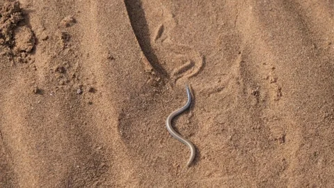 Small FitzSimons burrowing skink slithering on the sand in the Namib Desert Vidéo 249321082