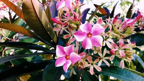 Small Five Pink and White Petals Plumeria, 4k Footage Video Clip 스톡 동영상 95226682