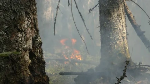 The small flame burning behind the trees in Siberian forest. Stock Footage 168325927