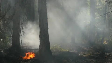 The small flame burning with heavy smoke during the forest fire in Siberia. Stock Footage 168326021