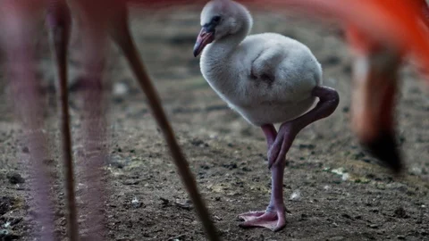 Small flamingo for the first time standing on one leg Vidéo 91940823