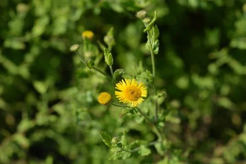 Small fleabane Stock Photos