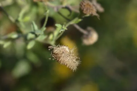 Small fleabane Stock Photos