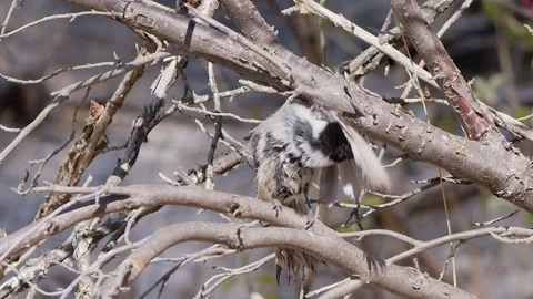 Small fledgling chickadee shakes and moults downy feathers on branch Stock Footage 335400202