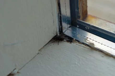 Small flie on window indoors Stock Photos