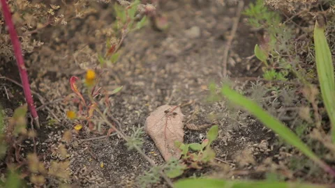 Small Flies Collect on a Leaf on the Ground in This Magical Garden Stock Footage 133748993