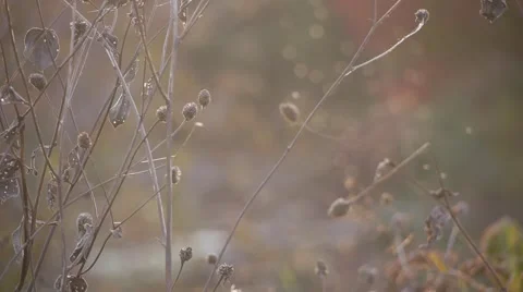 Small flies flying next to dried plants and foliage in the evening. Stock Footage 62438711
