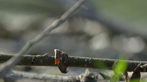 Small Flies Landing and Taking Off on Branch - 4K Macro Slow Motion Vídeos de archivo 335708191
