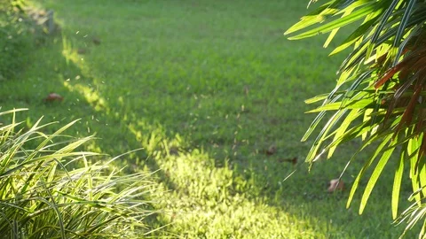 Small flies moving over the bush Stock Footage 111767359