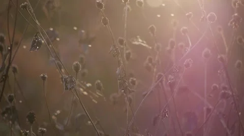 Small flies swarming next to dried plants and foliage as the sun sets. Stock Footage 62438722