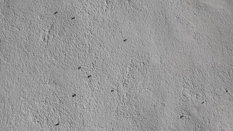 Small flies on a white wall Video stock 260226356