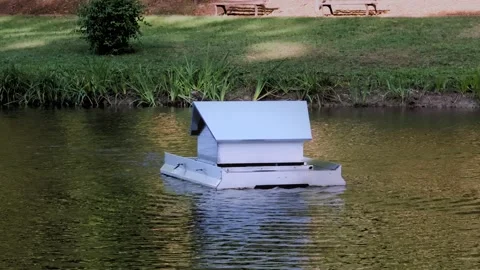 Small Floating Platform on Pond Near Forest Shore Stock Footage 346041355