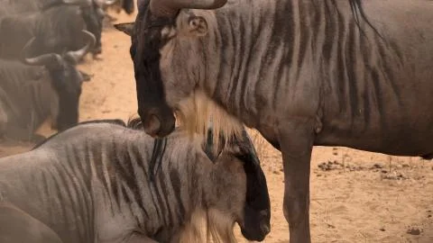 Small flock of African Gnu close-up Stock Photos