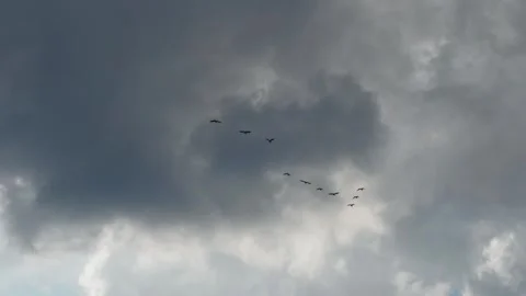 Small flock of birds flies into distance across sky with rain clouds. Video stock 281553545