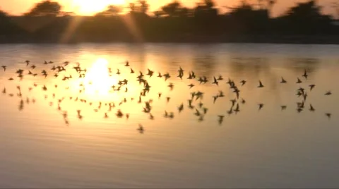 Small flock of birds flying in the sunset 스톡 동영상 47991069